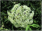 foto Fiori